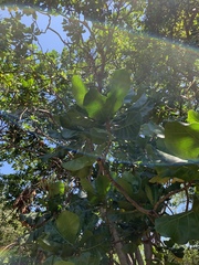 Anthocleista grandiflora