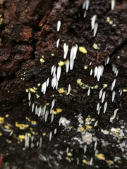 Mucronella bresadolae