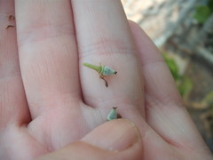 Tetrastigma voinierianum