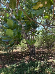Anthocleista grandiflora