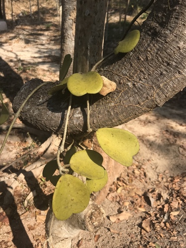 Hoya kerrii