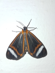 Hyalurga vinosa