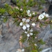 Stiff Tea Tree - Photo (c) David, some rights reserved (CC BY-NC), uploaded by David
