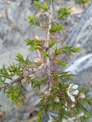 Leptospermum arachnoides