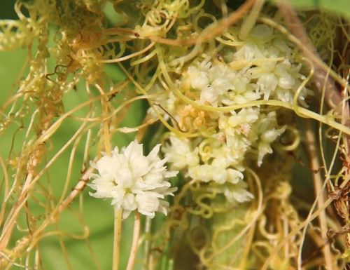 Cuscuta indecora var. longisepala