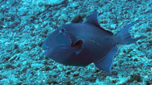 Blue Triggerfish