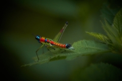 Amedegnatomastax rubris