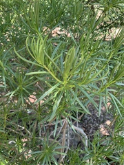 Senecio barbertonicus