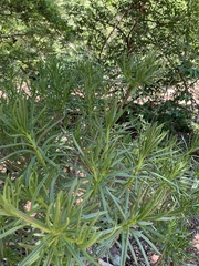 Senecio barbertonicus