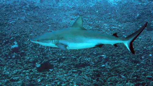Grey Reef Shark
