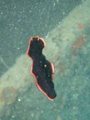 Pseudobiceros gloriosus