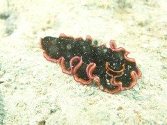 Pseudobiceros gloriosus