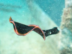 Pseudobiceros gloriosus