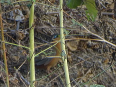 Morococcyx erythropygus