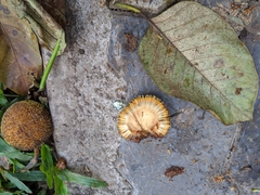 Neolamarckia cadamba