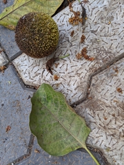 Neolamarckia cadamba