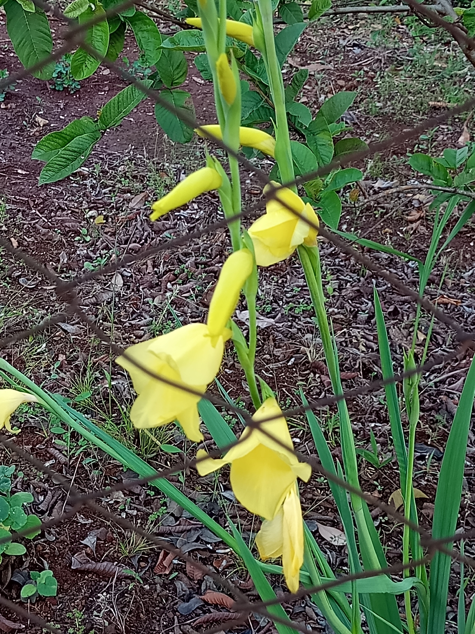 Gladiolus dalenii