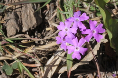Glandularia aristigera