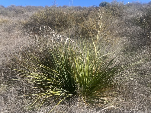 Chaparral Nolina (Nolina cismontana)
