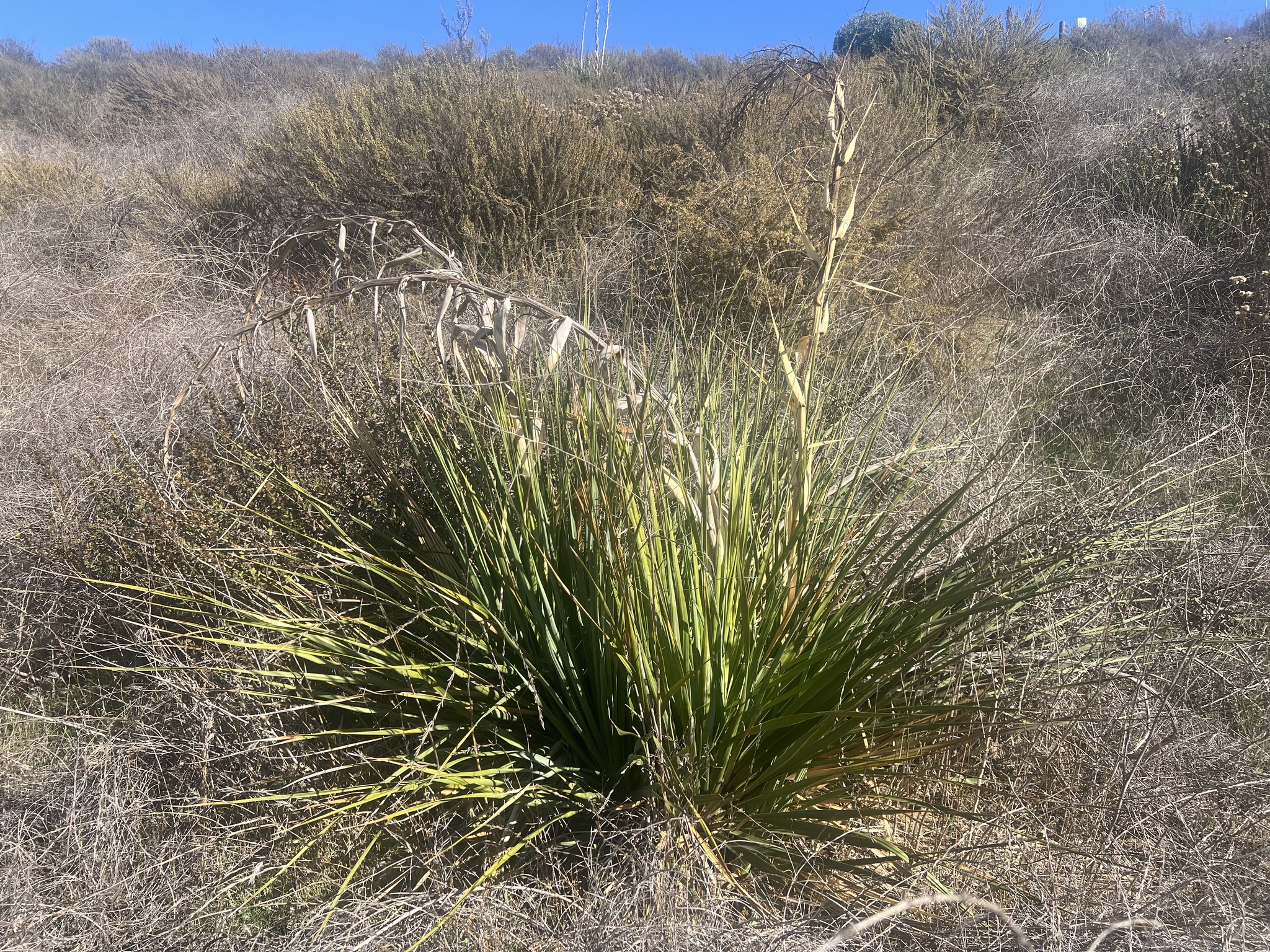 Chaparral Nolina (Nolina cismontana)