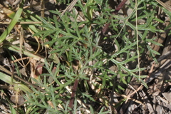 Glandularia aristigera