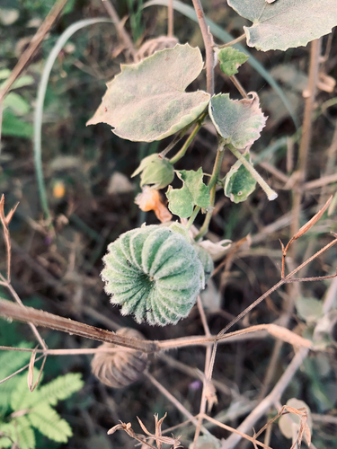 Indian Mallow