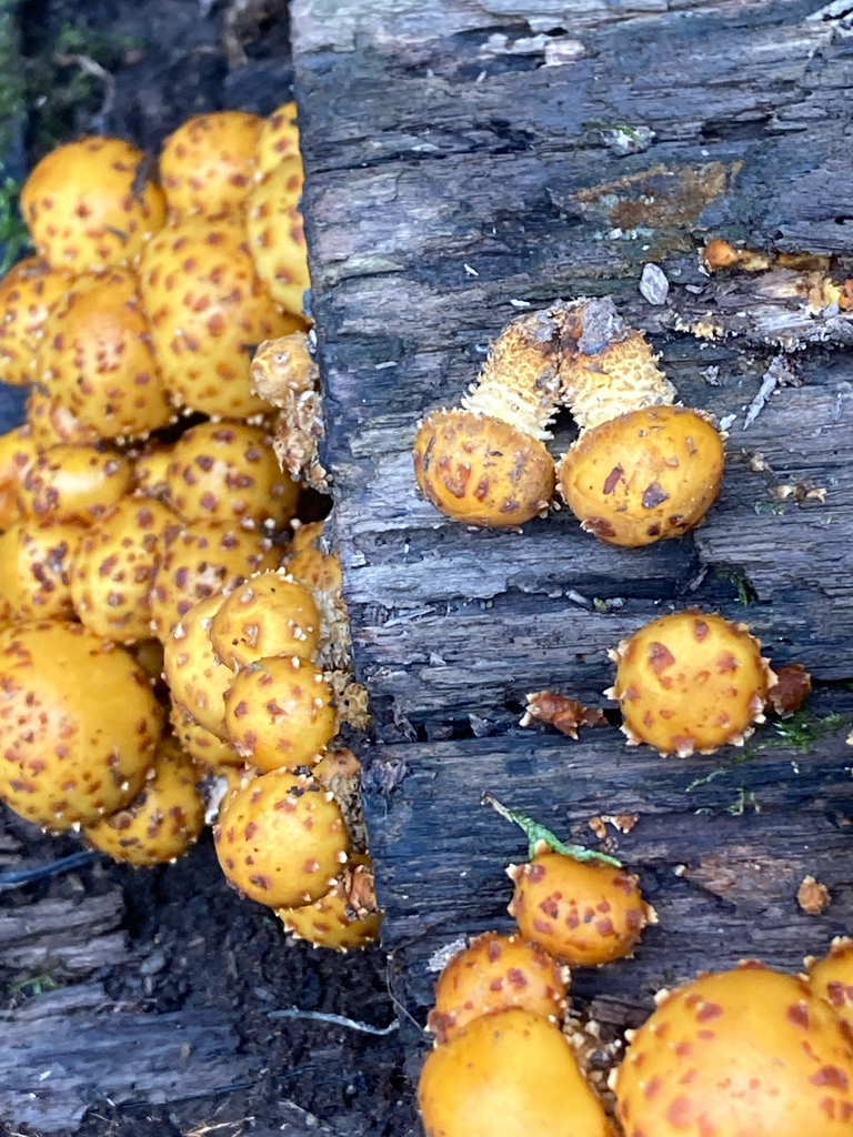 Pholiota aurivella · November 2025 · photo: © hannahtidae (iNaturalist, cc-by)