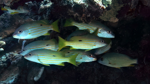 Blackspot Snapper