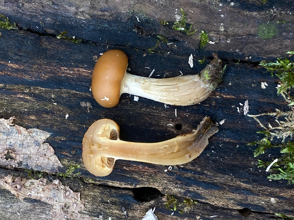 Galerina marginata · November 2025 · photo: © hannahtidae (iNaturalist, cc-by)