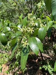 Tabernaemontana elegans
