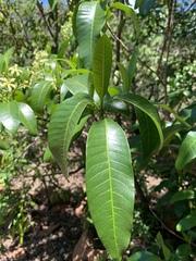 Tabernaemontana elegans