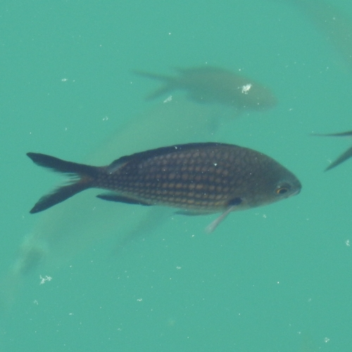 Chromis chromis