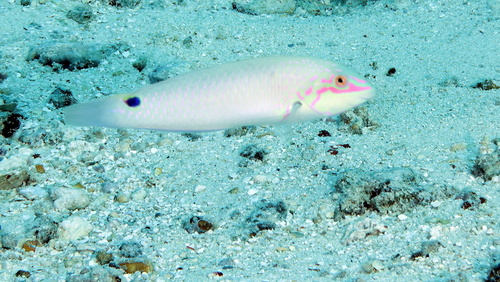 Threespot Wrasse