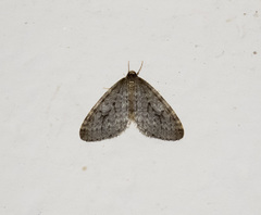 Operophtera occidentalis