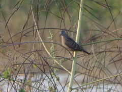 Columbina talpacoti