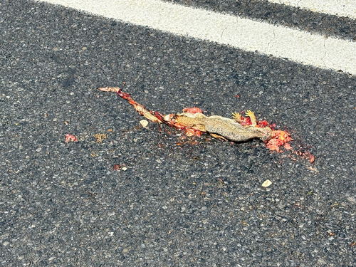 Eastern Bearded Dragon