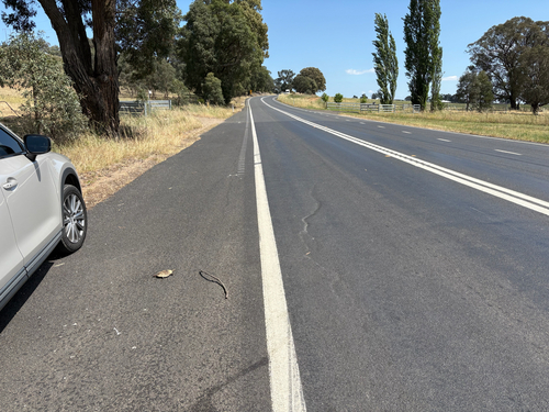 Australian Brown Snakes sighting