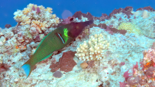 Bird Wrasse