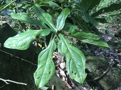 Anthurium clavigerum image