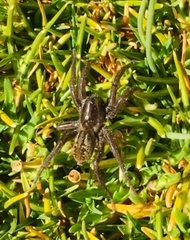 Diapontia