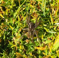 Diapontia