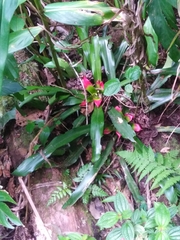 Nidularium innocentii