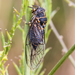 American Stridulating Cicadas - Photo (c) BJ Stacey, some rights reserved (CC BY-NC), uploaded by BJ Stacey