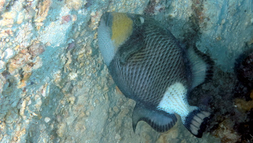 Titan Triggerfish