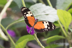 Heliconius hecale melicerta