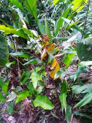 Heliconia farinosa
