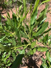 Dodonaea viscosa angustifolia