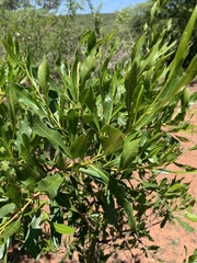 Dodonaea viscosa angustifolia