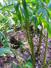 Goeppertia monophylla