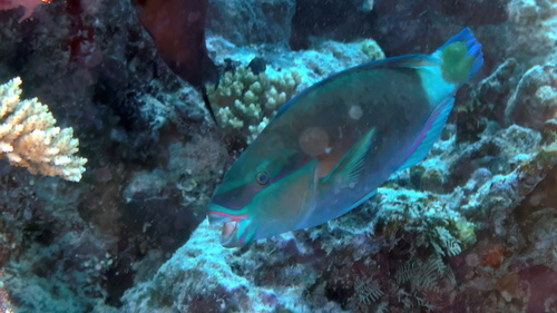 Pacific Bullethead Parrotfish